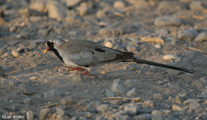 תורית זנבתניתNamaqua Dove Oena capensis                                            הבטיחה,אוגוסט 2007,